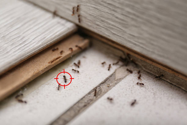 Best Mosquito Control Services  in Parker City, IN