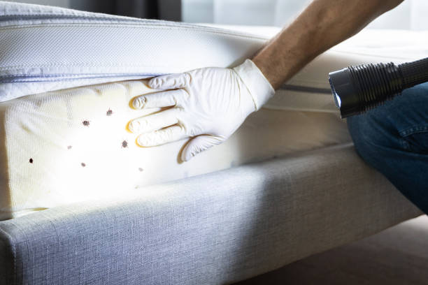 Best Pest Removal Services  in Parker City, IN